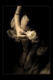 rose Pictures, Images and Photos