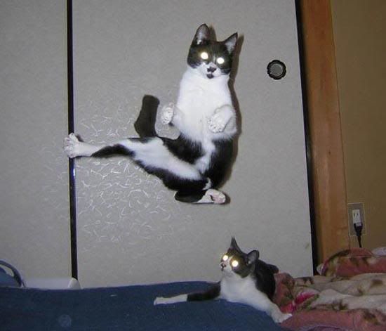 Cats_Alien_Ninjas-758199a.jpg