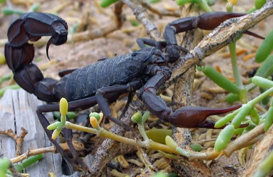 Black Scorpion Pictures, Images and Photos