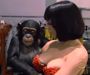 Just-a-chimpanzee-touching-Katy-Perry-s-