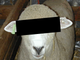 sheep41.gif