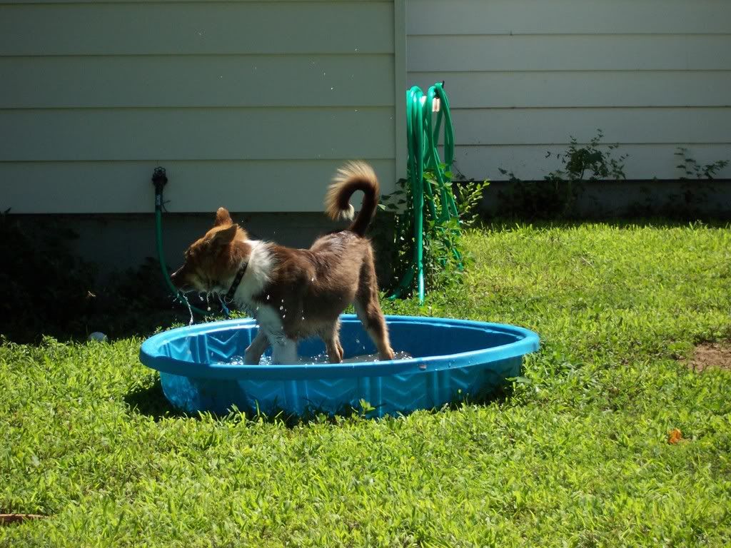 Different ways your dog likes to cool down. Puppy Forum and Dog Forums