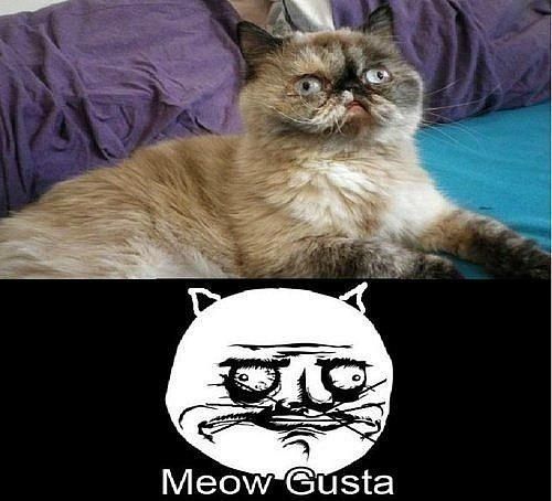 meowgusta.jpg
