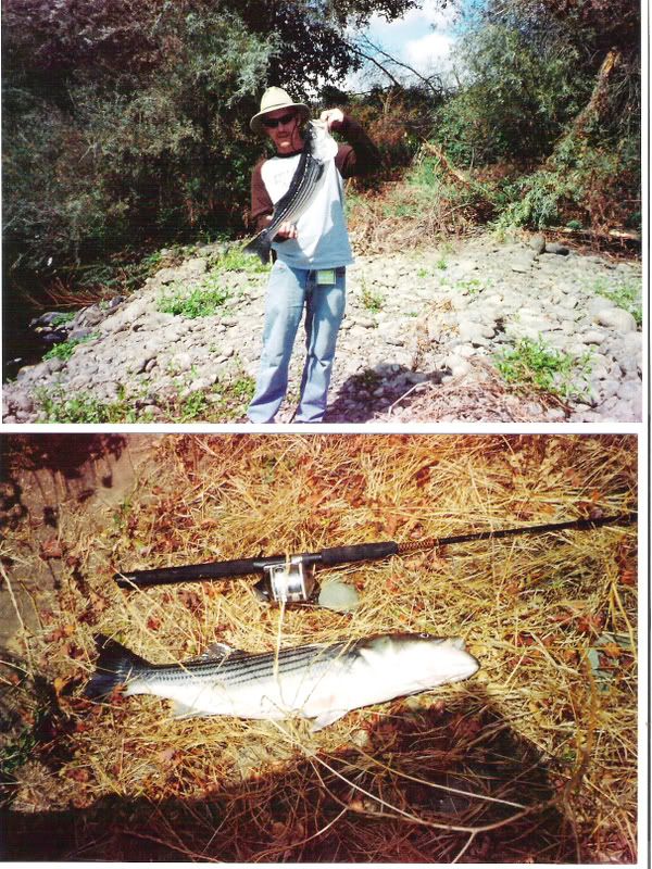 07striper.jpg picture by lbt_2006