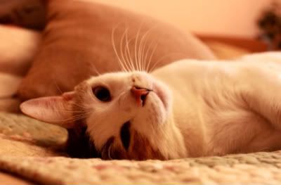 MEOWWWW :)