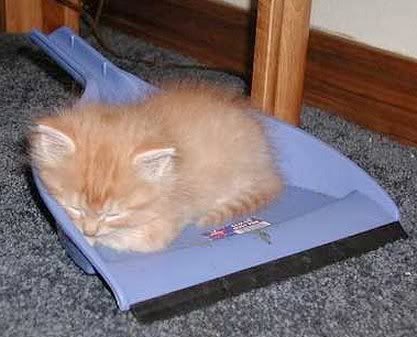 kitten2.jpg kitten 2 image by mmarch06