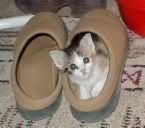 kitten37.jpg kitten 37 image by mmarch06