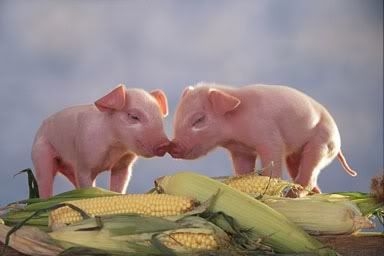 pigs.jpg pigs image by mmarch06