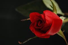 redrose Pictures, Images and Photos