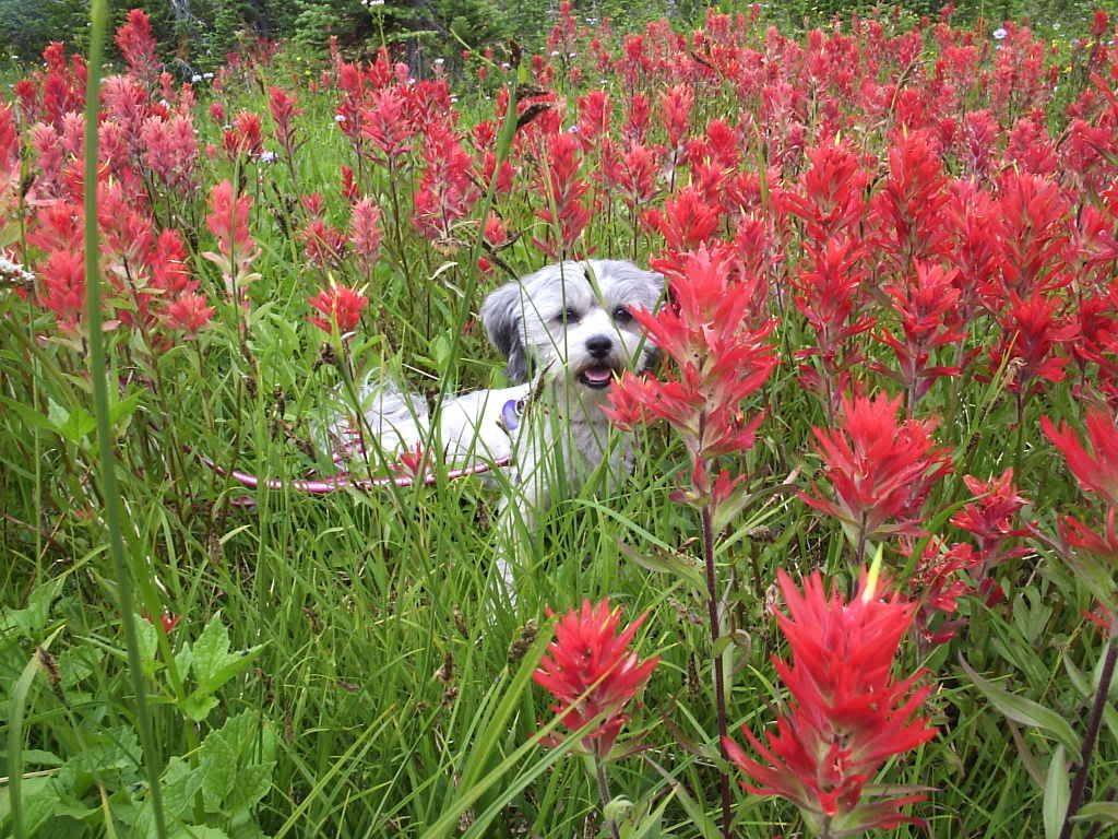 138a17fc.jpg tinsel in mountain flowers image by sears_family