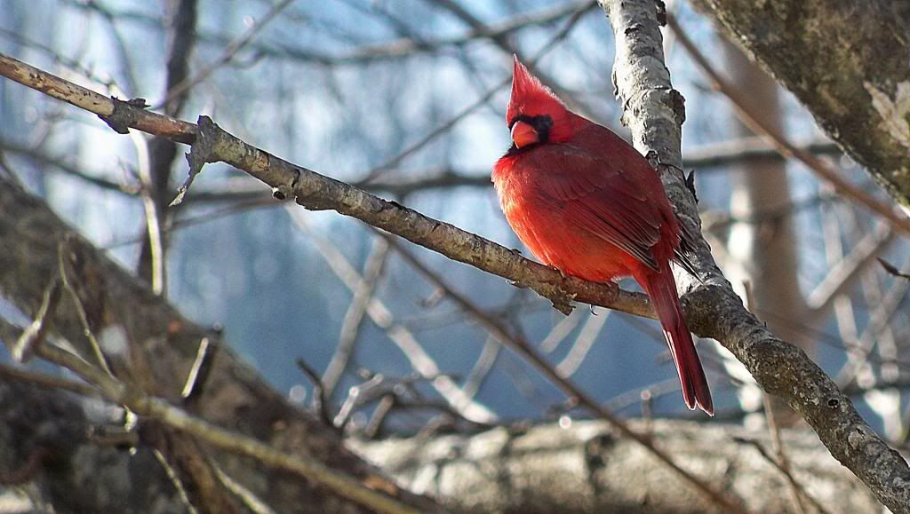 A Cardinal Outside My Window 
©2012 by Bobby Coggins