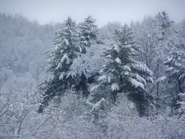 Snow covered trees near Franklin, NC on Christmas Day 2010