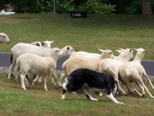 A Border Collie Herds Sheep at the 2007 A Taste of Scotland Festival