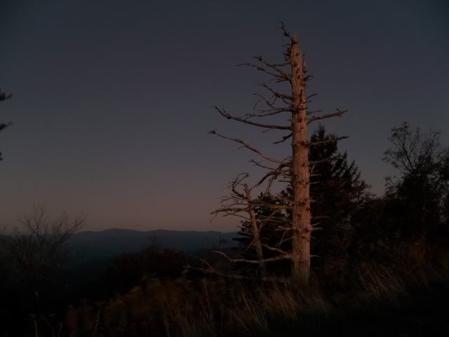 A bare tree on the western side of the overlook, lit by the predawn sky 
Photo by Bobby Coggins