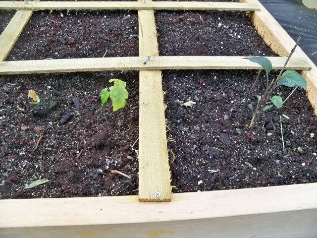 The two mystery plants are in the square on the left and the ill Pepper plant is on the right. Photo by Bobby Coggins