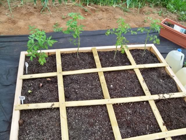 My Cherokee Purple Tomatoes are coming along nicely
