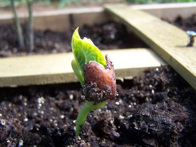 Closeup of a Dark Red Kidney Bean Sprouting