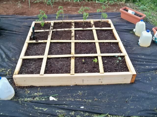 A Square Foot Garden Box containing Cherokee Purple Tomatoes, an ill Pepper plant, and a couple of volunteers that I'm growing to see what they are. Photo by Bobby Coggins
