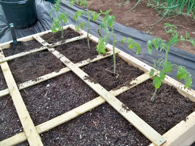 My transplanted Cherokee Purple Tomatoes sitting in my Square Foot Gardening Box