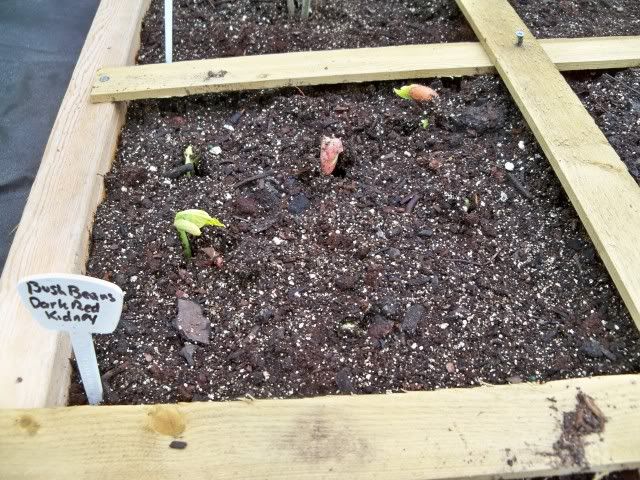 Dark Red Kidney Beans Sprouting