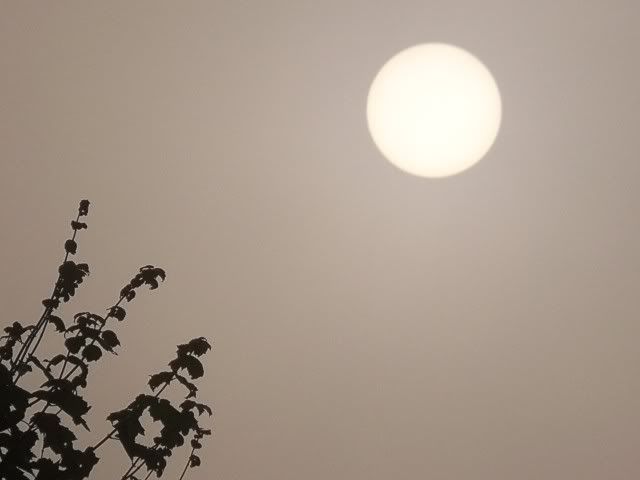 A foggy sun rise over a Maple Tree. Photo by Bobby Coggins