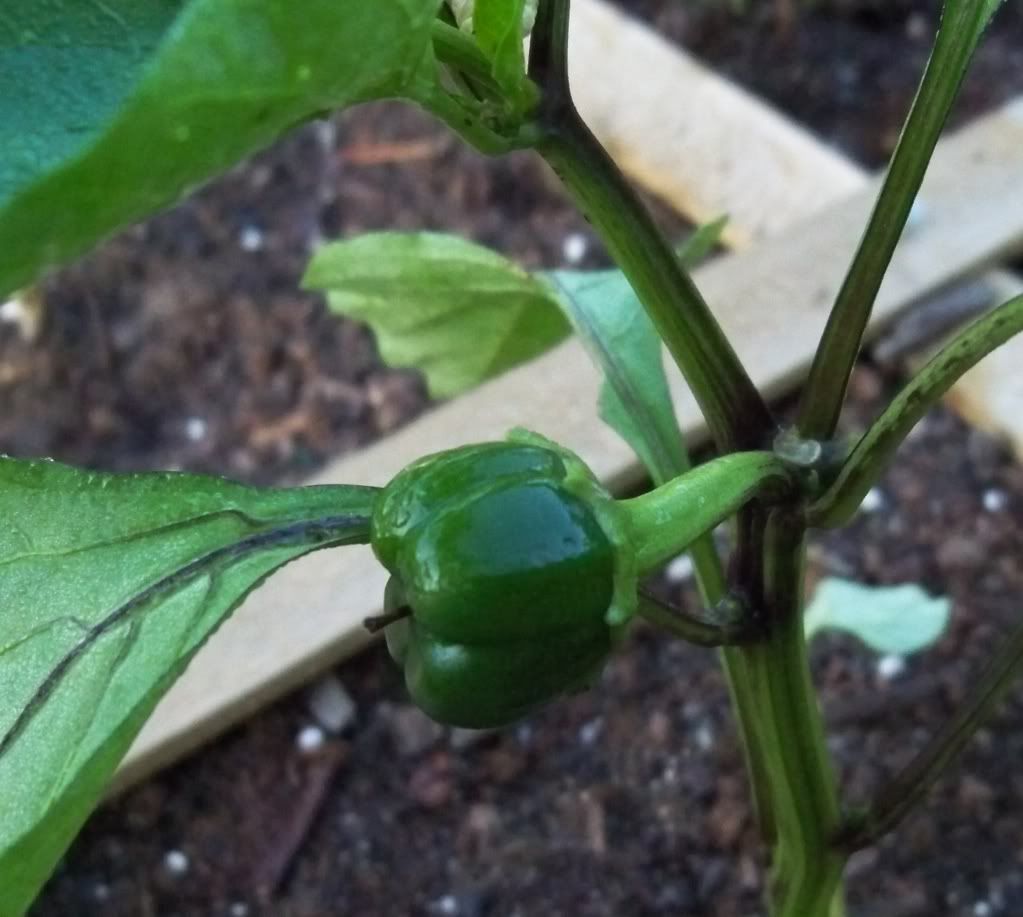A teeny tiny green Bell Pepper in my Square Foot Garden