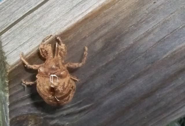 Discarded Cicada Skin, Brood XIX (13 year) noted in Macon County, North Carolina on the morning of 7-24-2010