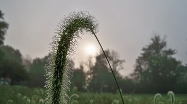 Early Morning Dew. Photo by Bobby Coggins