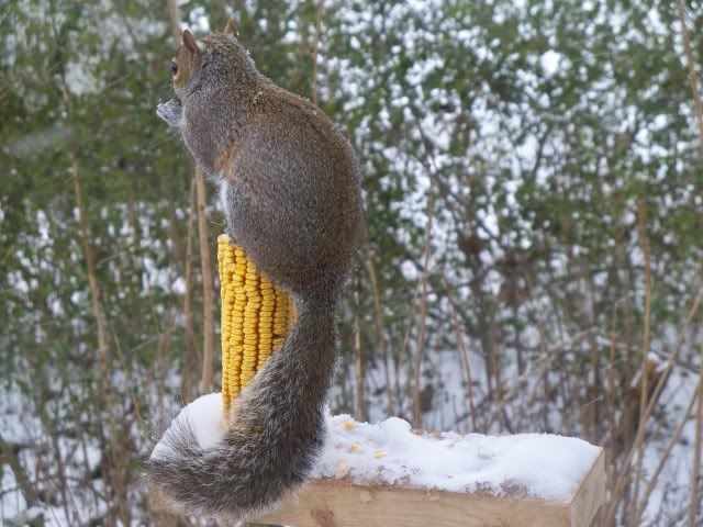 Squirrel sitting on an ear of corn 
Photo by Bobby Coggins