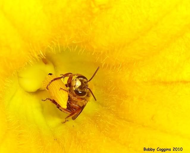 Honeybee in a Squash Blossom Photo by Bobby Coggins