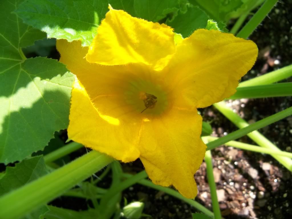 A bee in the process of pollinating a squash blossom