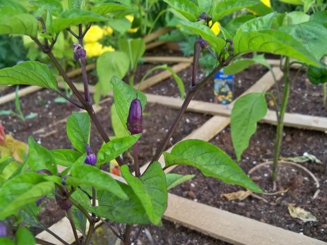 A purple Pepper on my Chinese Five Color pepper plant