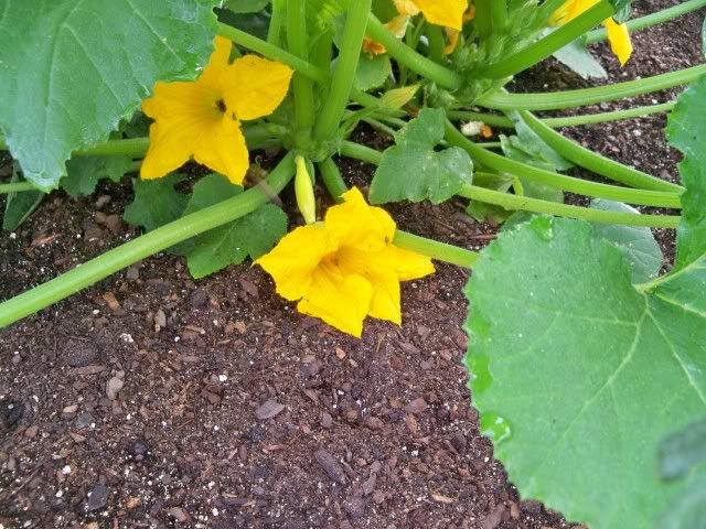 A yellow crook-neck squash hidden in the blooms