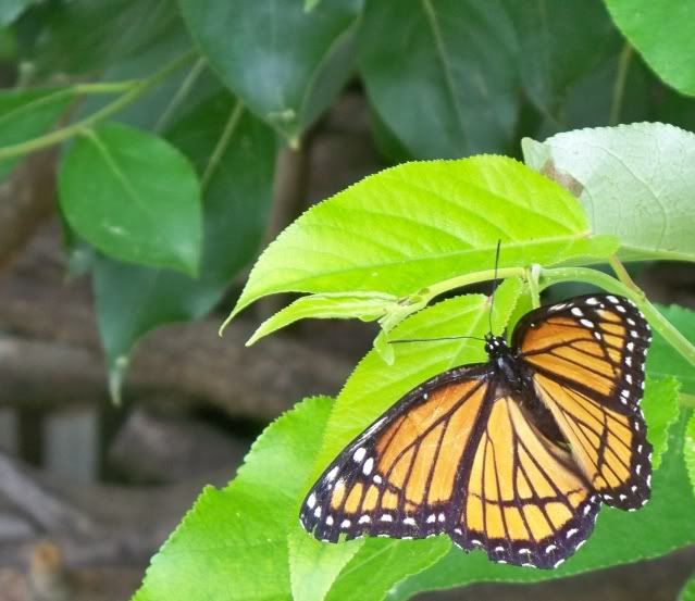 A female Monarch butterfly (Danaus plexippus)