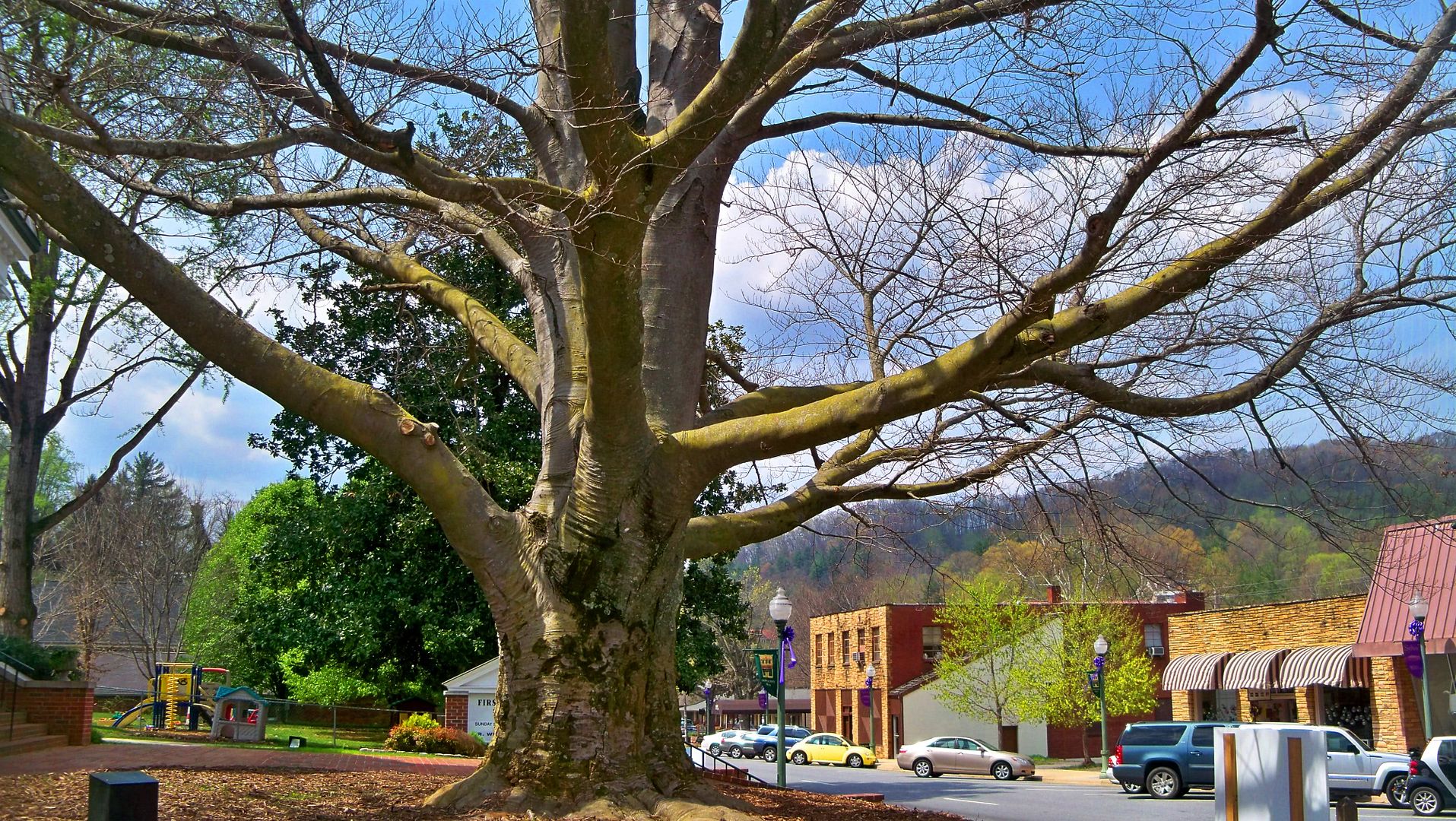 The Tree
Photo by Bobby Coggins The Tree
Photo by Bobby Coggins