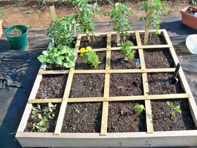 My 1st Square Foot Garden Box is looking good