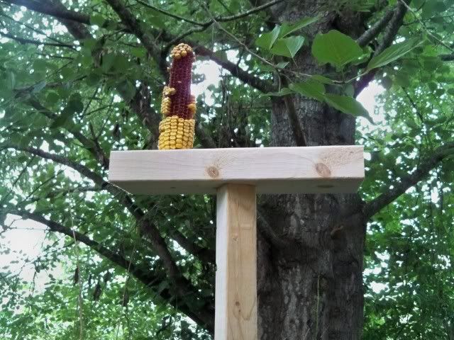 My dirt cheap squirrel feeder. The material cost less than $5.