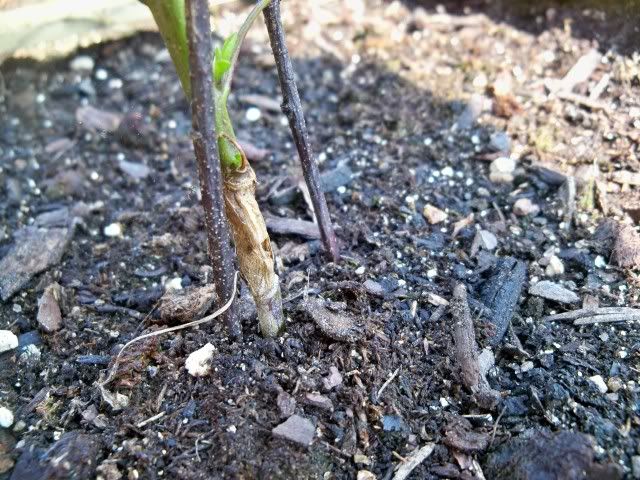 A pepper plant wounded by slugs while on my porch