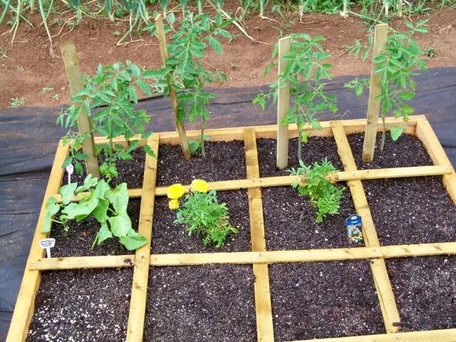 Staked Tomatoes After Storm