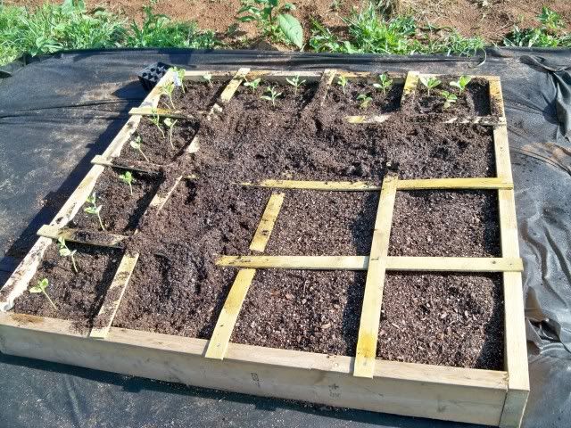 Watermelon plants are in the 4 squares on the left and the Cantaloupe are in the 3 rightmost squares across the top.