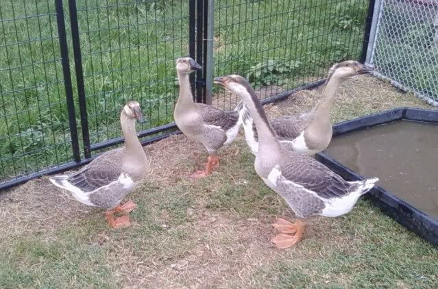 What Sex Are These African Geese Backyard Chickens Learn How To Raise Chickens