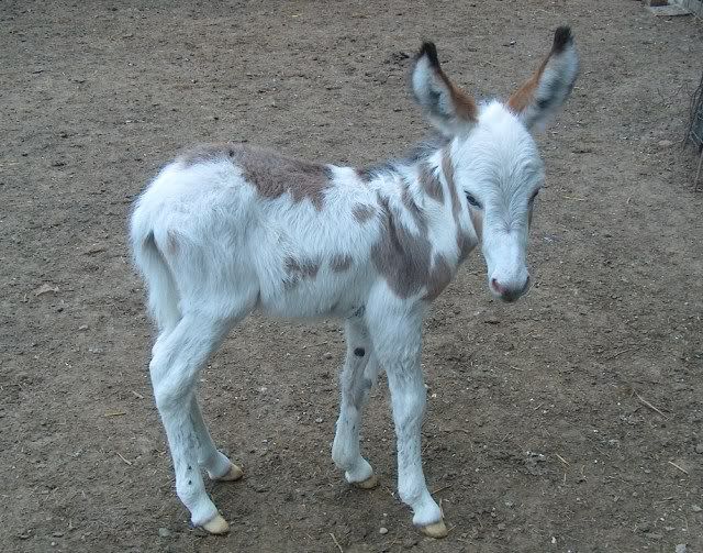 newbabydonkey030.jpg