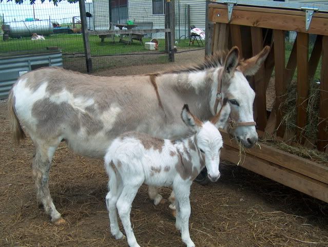 newbabydonkey032.jpg