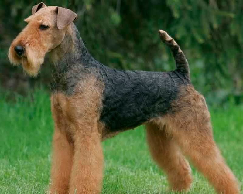 Airedale Cut | airedale cut airedale before after Airedale Cut | airedale cut airedale before after