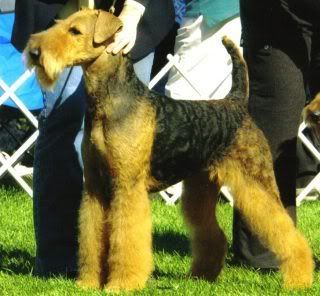 Airedale Cut