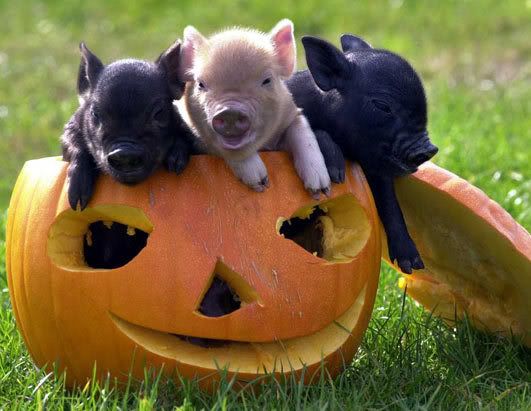 Pig in a pumpkin Pictures, Images and Photos