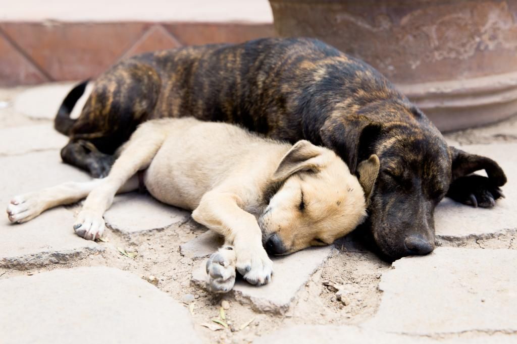 IMAGE: http://i106.photobucket.com/albums/m255/LanaLCo/POTN/Orphanage_Dogs-1.jpg