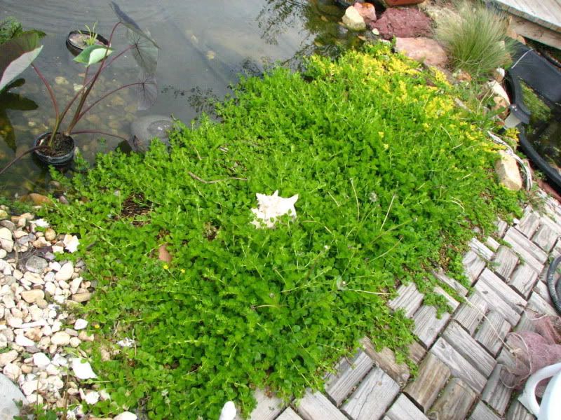 Edge of pond groundcover