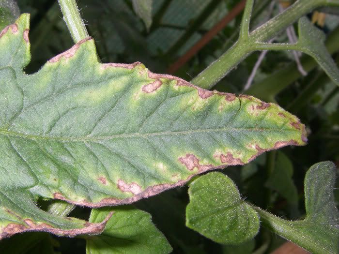leaf2-1.jpg