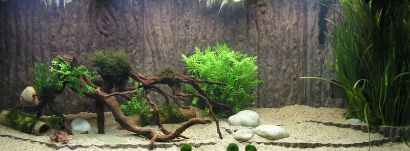 Aquariaforum.be • Toon onderwerp Nieuw opgestarte 400l aquarium + foto's